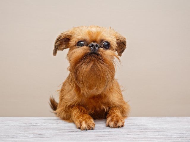 brussels griffon