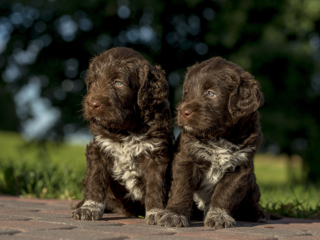 Timberland veterinary hospital 2025