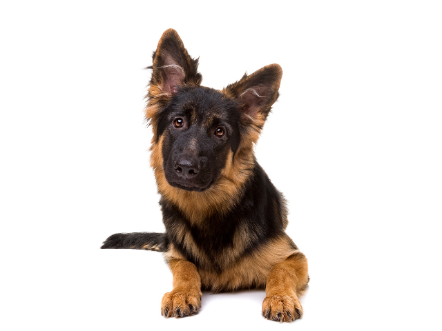 german shepherd